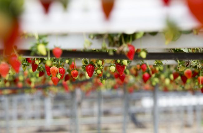 cultivo-fresas-hidoponia-huelva