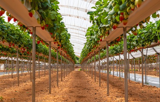 hidroponia-invernaderos-cultivo-hidroponico-sanjorge hidroponia-invernaderos-cultivo-hidroponico-sanjorge