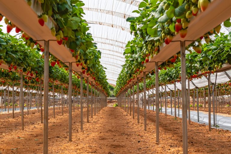 hidroponia-invernaderos-cultivo-hidroponico-sanjorge