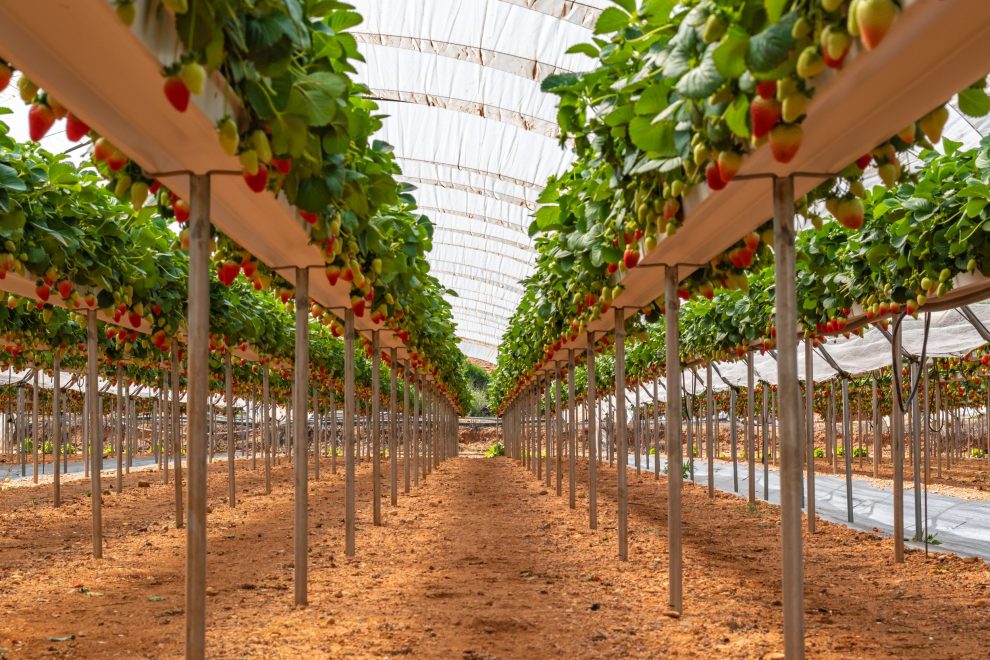 hidroponia-invernaderos-cultivo-hidroponico-sanjorge hidroponia-invernaderos-cultivo-hidroponico-sanjorge