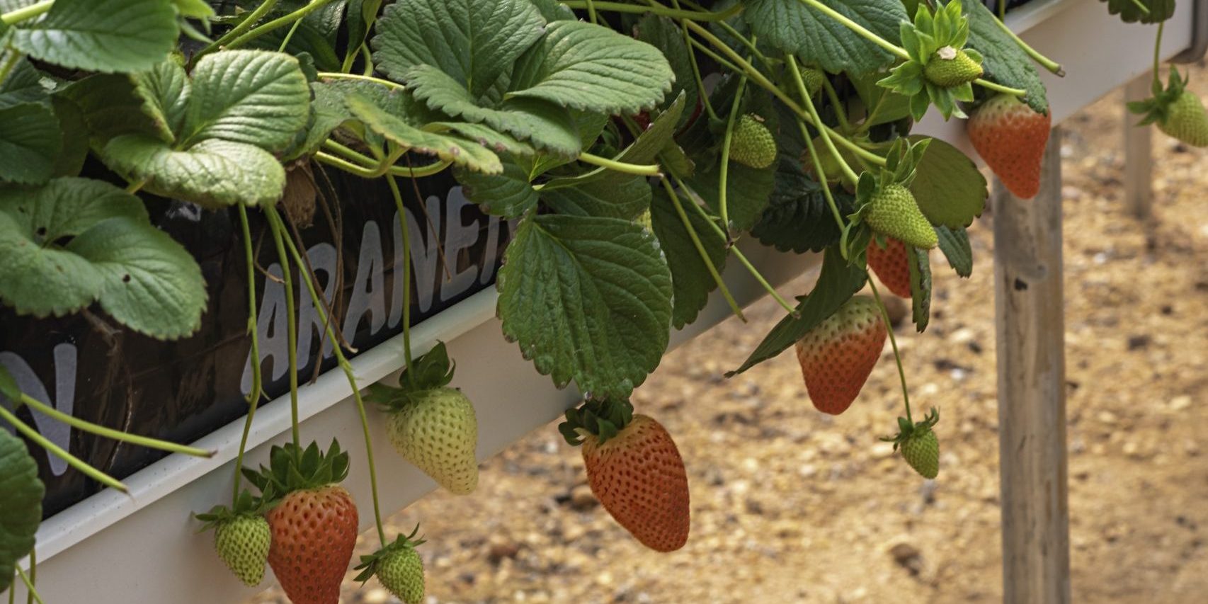 cultivo  de fresas en hidroponía en saco fibra de coco cultivo hidropónico fresas en saco fibra de coco