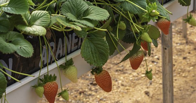 cultivo de fresas en hidroponía en saco fibra de coco cultivo hidropónico fresas en saco fibra de coco