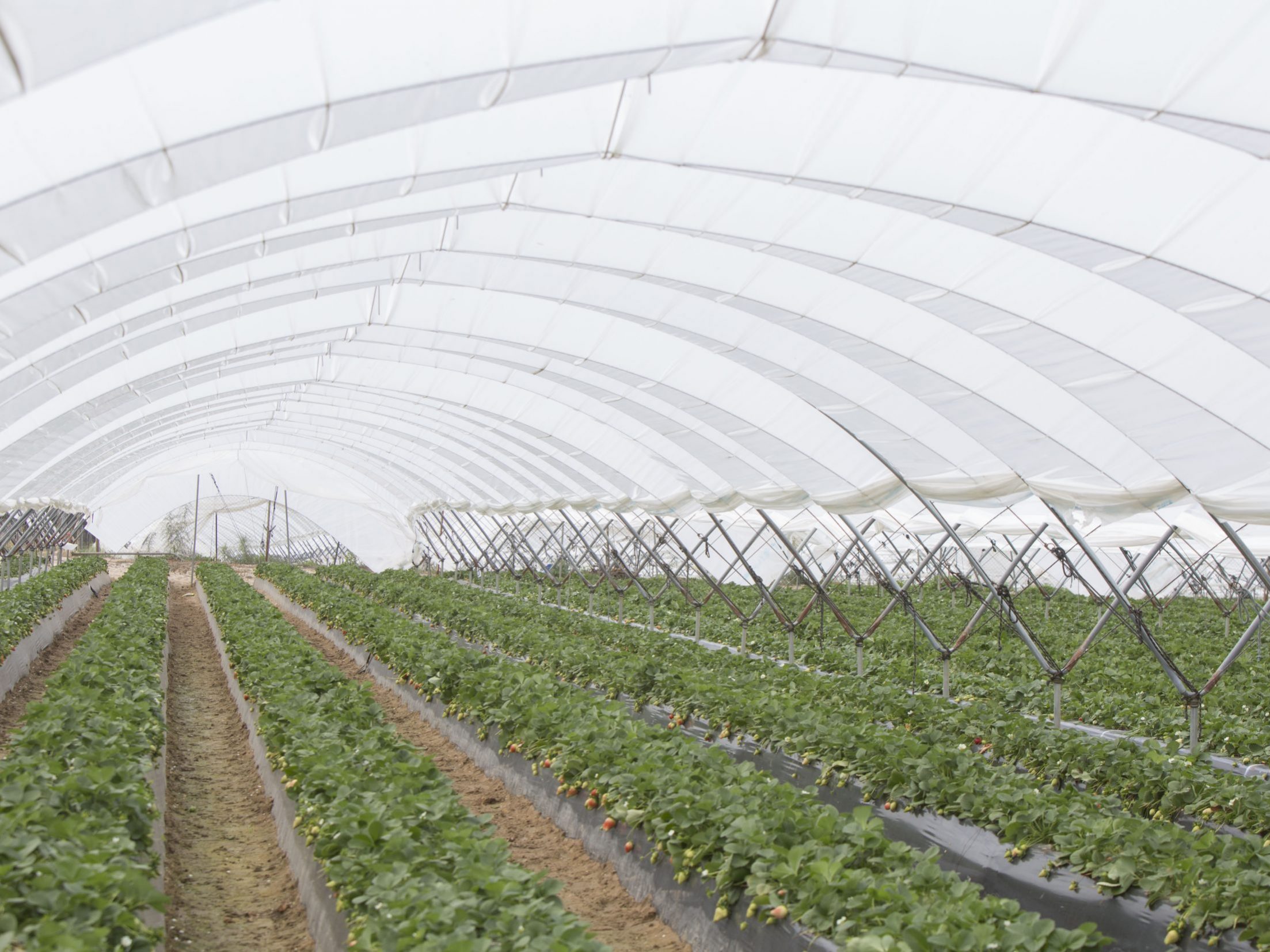 invernadero-macrotunel-simple-sanjorge