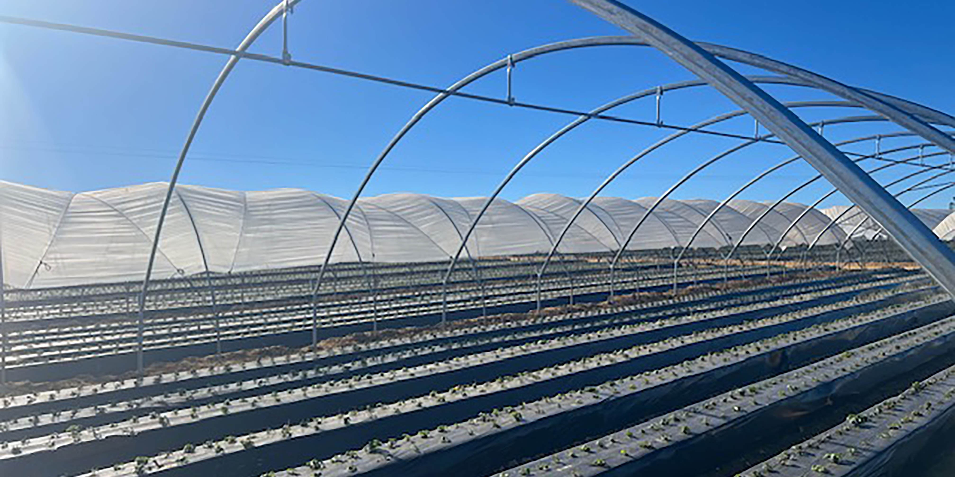 invernadero-macrutunel-ovalado-sanjorgeinvernadero-macrutunel-ovalado-sanjorge