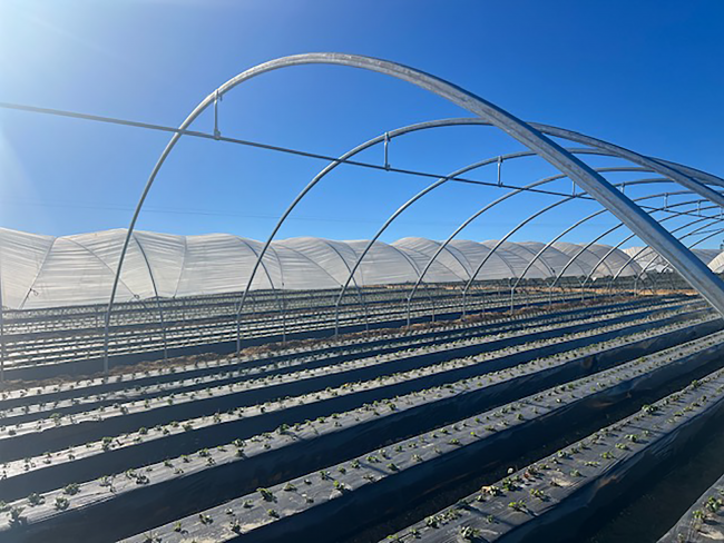 invernadero-macrutunel-ovalado-sanjorgeinvernadero-macrutunel-ovalado-sanjorge