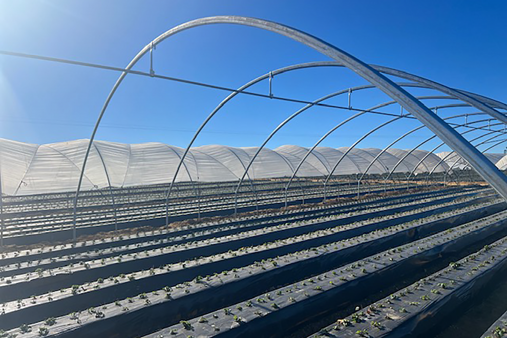 invernadero-macrutunel-ovalado-sanjorgeinvernadero-macrutunel-ovalado-sanjorge