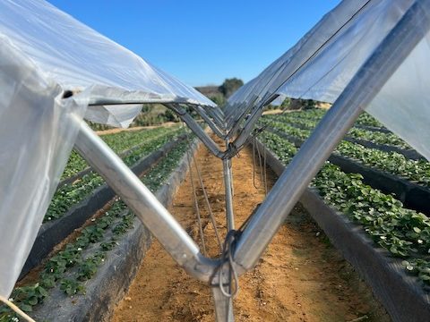 tubo-ovalado-invernadero-macrutunel-ovalado-tecnicas-sanjorge