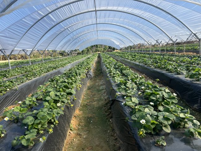 invernaderos-tubo-ovalado-sanjorge-huelva