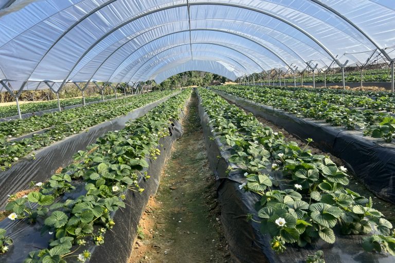 invernaderos-tubo-ovalado-sanjorge-huelva