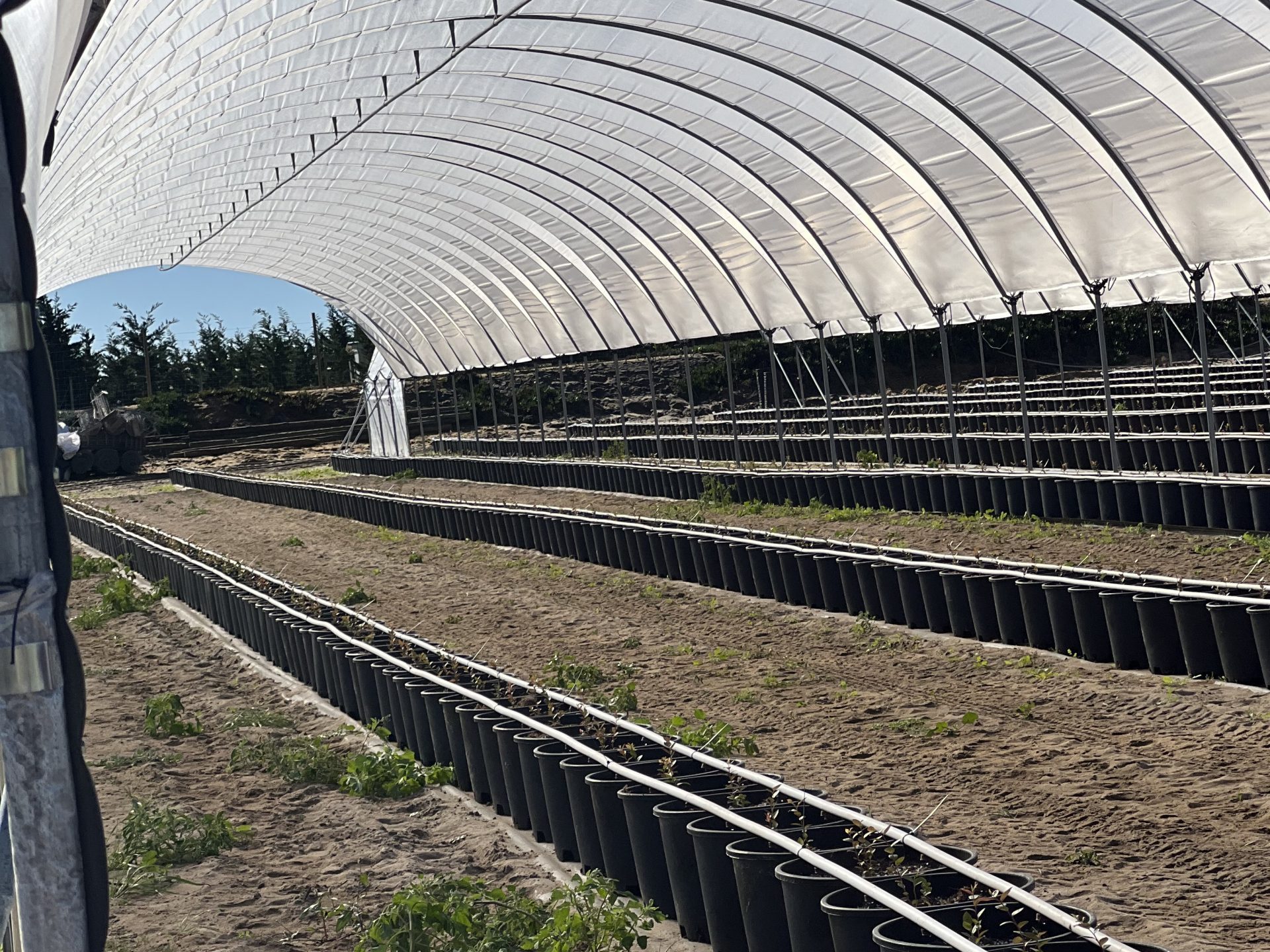 Vista lateral imvernadero Macrotunel reforzado empresa Sanjorge