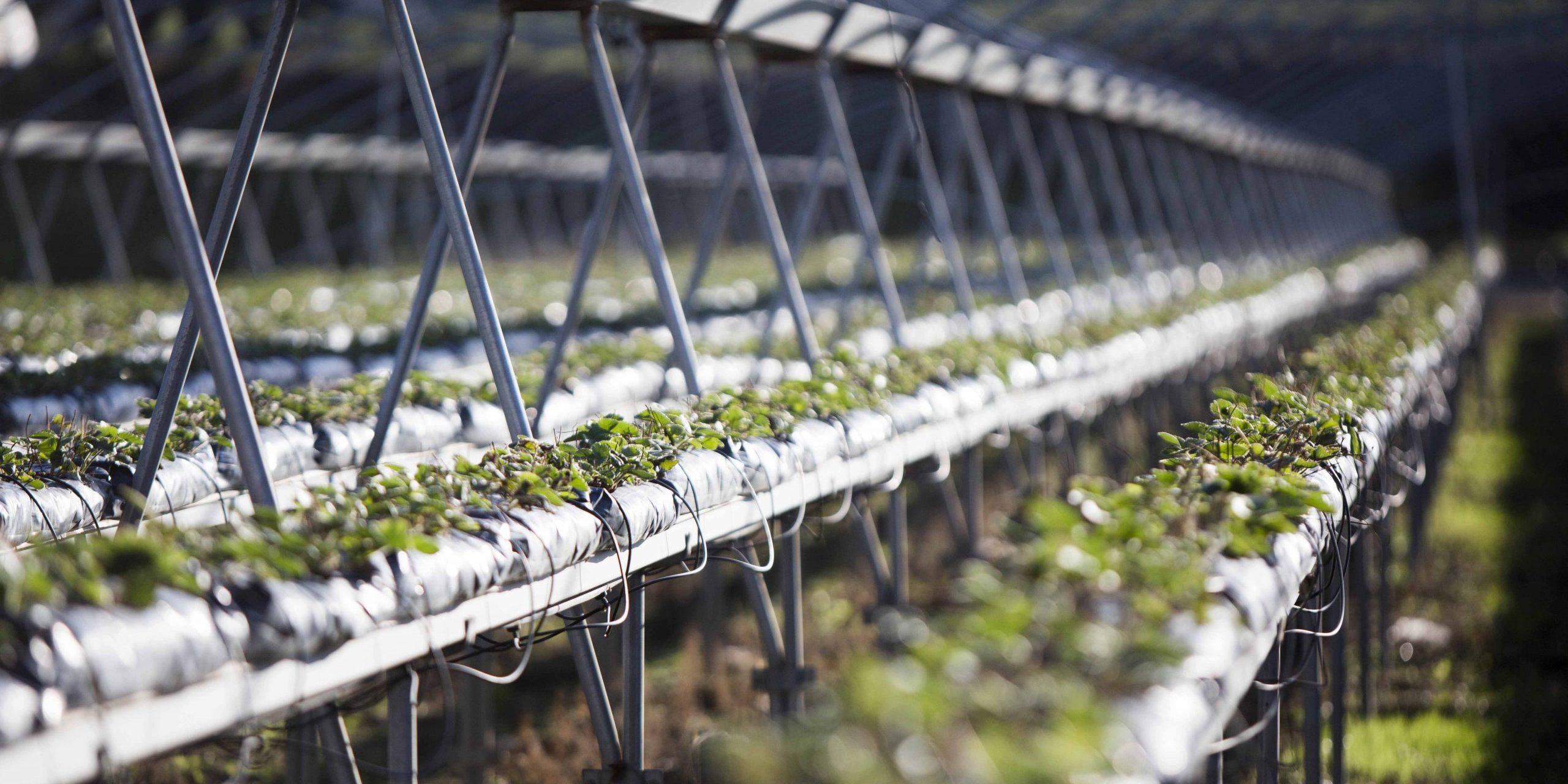 INVERNADERO-PATA-TORO-HIDROPONIA CULTIVO EN HIDROPONIA