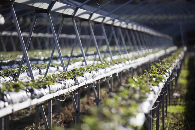 INVERNADERO-PATA-TORO-HIDROPONIA CULTIVO EN HIDROPONIA