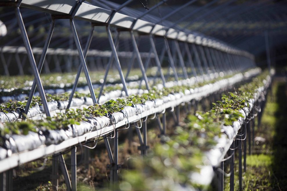 INVERNADERO-PATA-TORO-HIDROPONIA CULTIVO EN HIDROPONIA