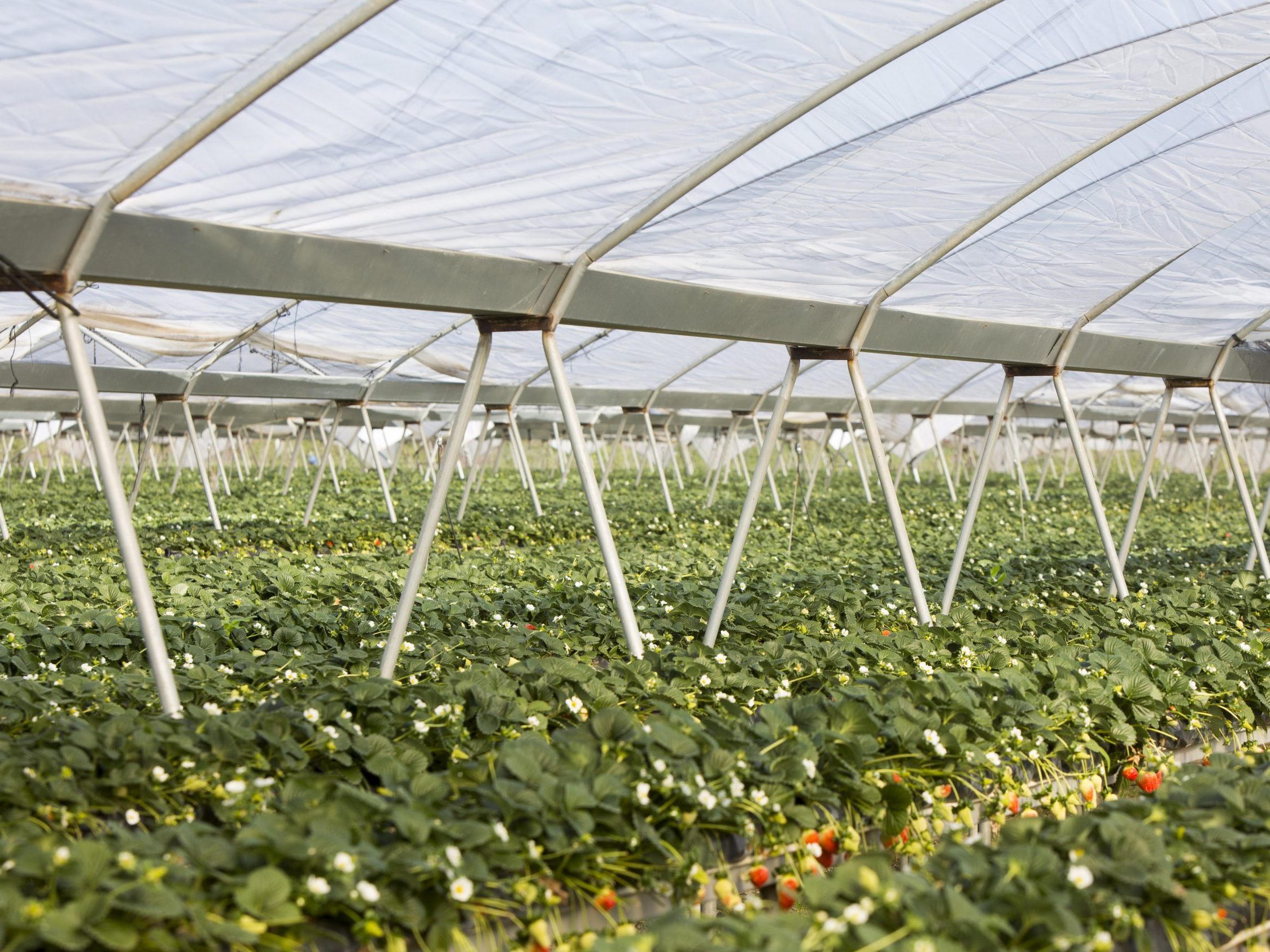 Interior invernadero Pata Toro Sanjorge en Hidroponía