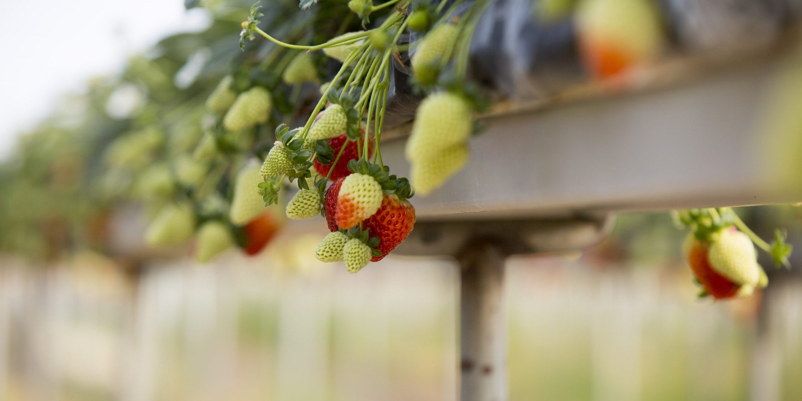 FRESAS-HIDROPONIA-INVERNADERO-SANJORGE CULTIVO DE FRESAS EN HIDROPONÍA