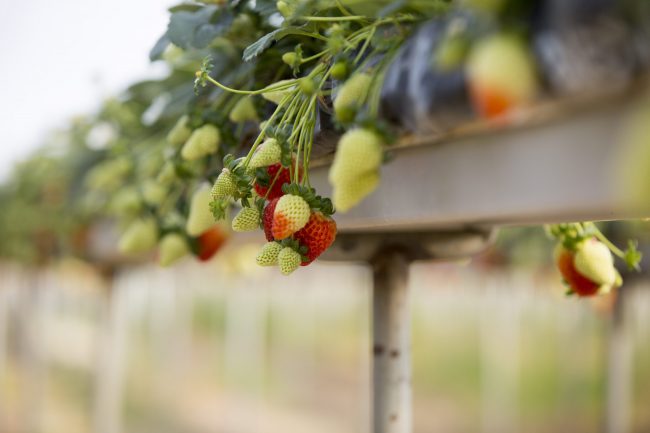 FRESAS-HIDROPONIA-INVERNADERO-SANJORGE CULTIVO DE FRESAS EN HIDROPONÍA