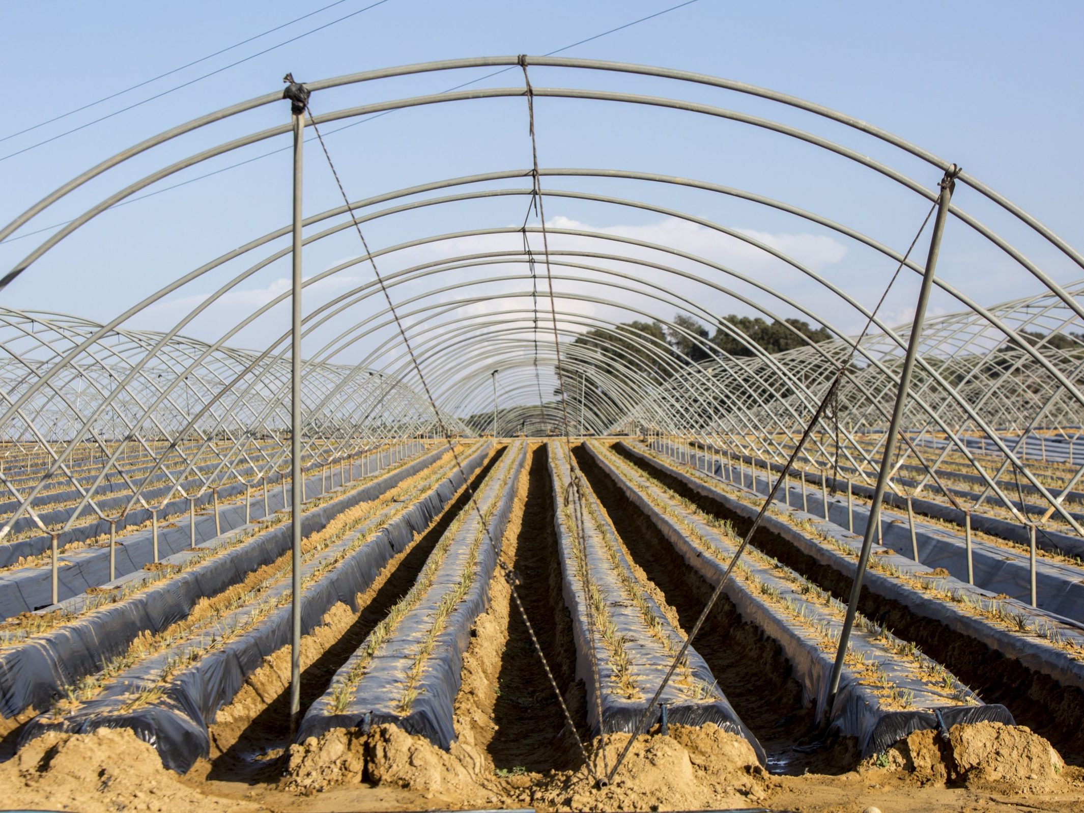 fabricante-invernaderos-macrotunel-simple-sanjorge