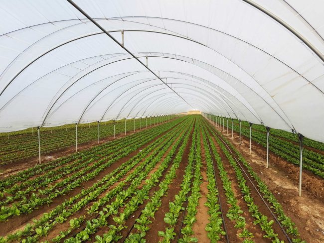 INVERNADERO-MACROTUNEL-REFORZADO-SANJORGE invernaddero macrotunel reforzado