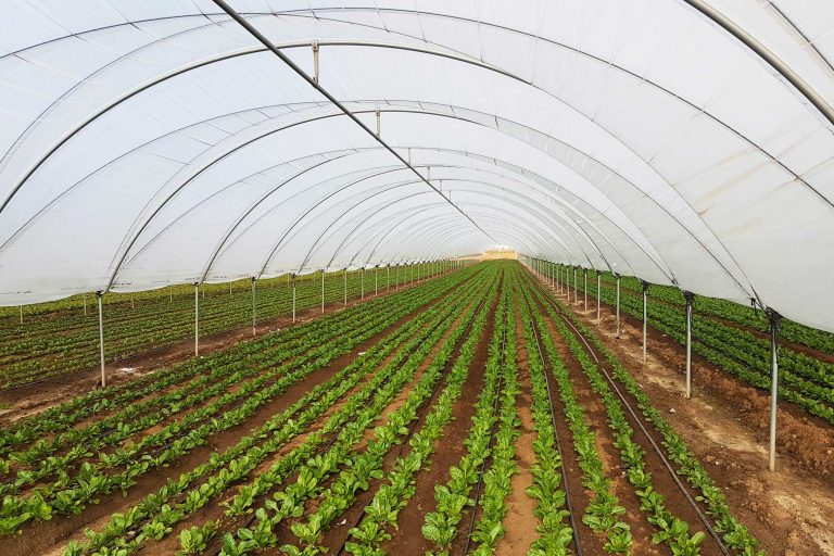 invernaddero macrotunel reforzado