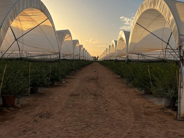 INVERNADERO-TOP-BERRY-MARRUECOS