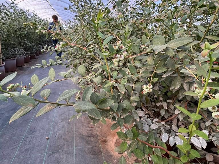 INVERNADERO TOP BERRY