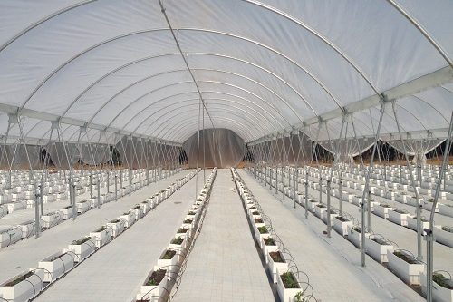 Proyecto de construccion de inverdero de frambuesa en marruecos