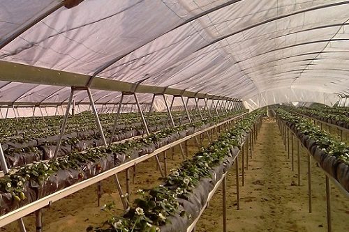 Proyecto invernadero pata toro hidroponía