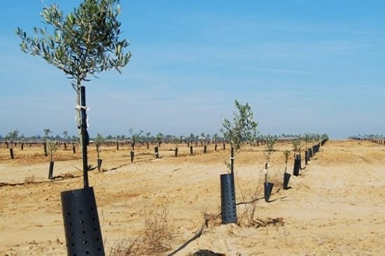 PROYECTO-RED-RIEGO-PORTUGAL Proyecto de riego en Portugal