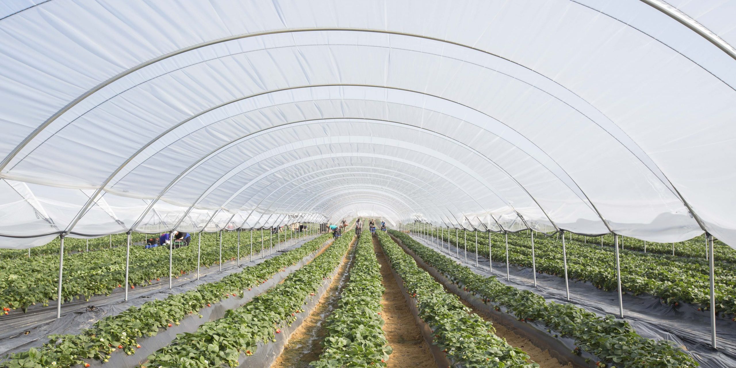 invendadero-macrotunel-suministro-inicio