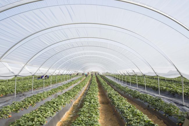 invendadero-macrotunel-suministro-inicio