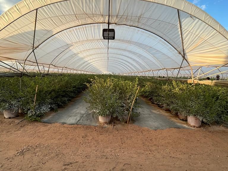 INVERNADERO TOP BERY MARRUECOS