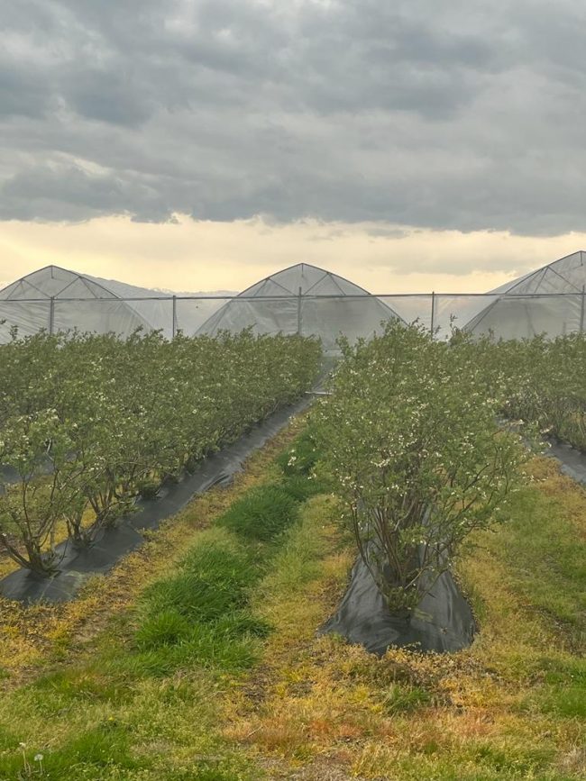 invernaderos-macrituneles-georgis-sanjorge invernaderos-macrituneles-georgis-sanjorge