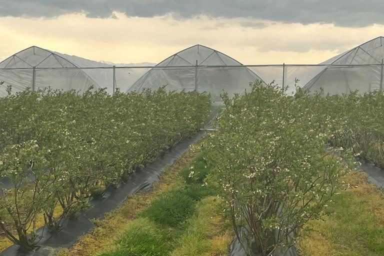 invernaderos-macrituneles-georgis-sanjorge