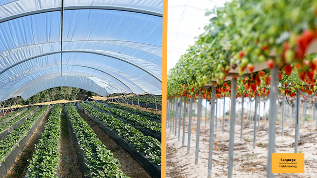 cultivo-tradicional-vs-hidroponia-sanjorge cultivo-tradicional-vs-hidroponia-sanjorge