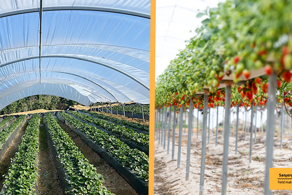 cultivo-tradicional-vs-hidroponia-sanjorge cultivo-tradicional-vs-hidroponia-sanjorge